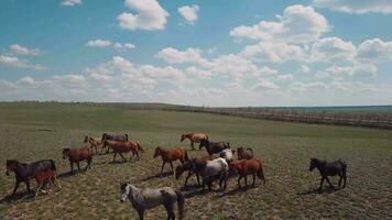 manada de caballos en el campo, aéreo ver video