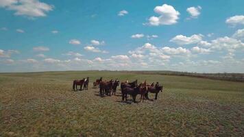 manada de caballos en el campo, aéreo ver video