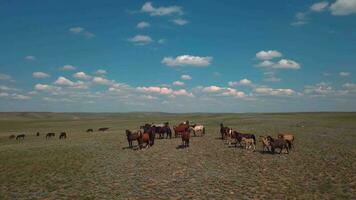 troupeau de les chevaux dans le champ, aérien vue video