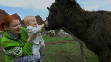 Mom And Baby Play With A Donkey In The Village video