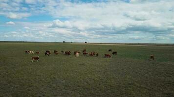 manada de vacas pasto en un campo, aéreo ver video