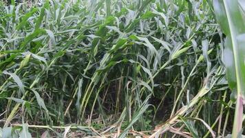 View of corn plants that have collapsed after being hit by strong winds video