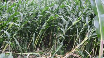 View of corn plants that have collapsed after being hit by strong winds video