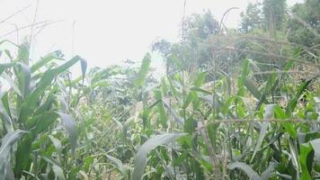 view of the corn field in the daytime video