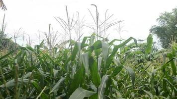visie van de maïs veld- in de dag video