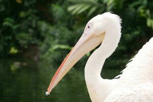 salvaje pelícano en Singapur zoo . foto