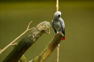gray parrot against green background , photo