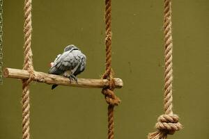 gray parrot against green background , photo