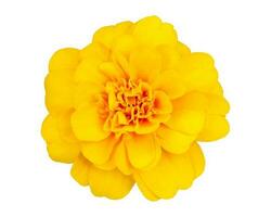 Yellow Marigold flower,Tagetes erecta, isolated on white background with clipping path photo