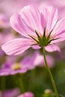 Pink cosmos flowers in the garden photo