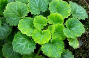 Close up of Strawberry Begonia plant, Saxifraga stolonifera photo