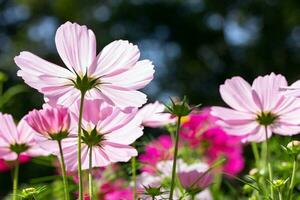 White cosmos flowers in the garden photo