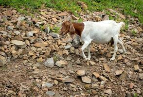 goat standing on nature in the thailand countryside photo