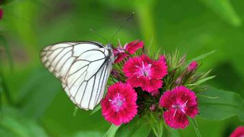 aporia Crataegi, nero venato bianca farfalla nel selvaggio. bianca farfalle su garofano fiore video