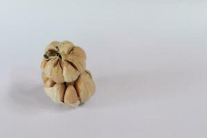 garlic on a white background photo