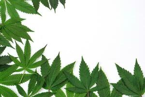 hoja de cannabis fresca o marihuana sobre fondo blanco. naturaleza, concepto de medicina y diseño de un marco hecho de hojas de cannabis. foto