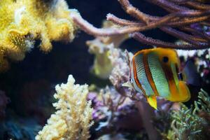 mariposa pescado en coral arrecife foto