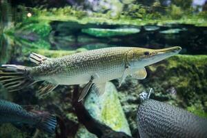 caimán gar, atractosteus espátula, nada en el agua dulce foto