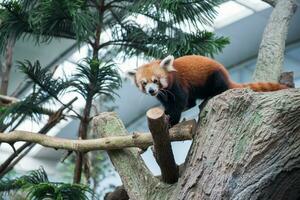 red panda or red raccoon climbing tree photo