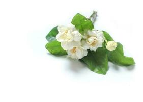 Bouquet of white jasmine is placed on a white background. photo