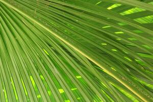 Sensitive focus green palm leaf backdrop. photo