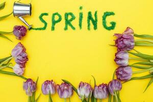 The inscription Spring from decorative green grass on a yellow background with a watering can and flowers tulips photo