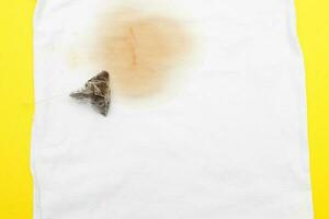 spilled tea stain on white clothes with a tea bag next to it photo