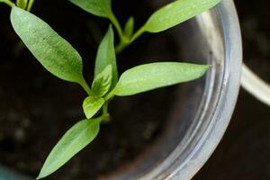 tomato seedlings growing on windowsill of the house photo