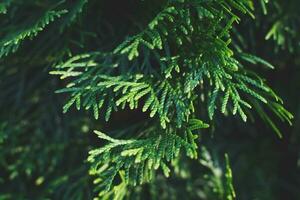 una thuja de cerca. el fondo de la rama de thuja foto