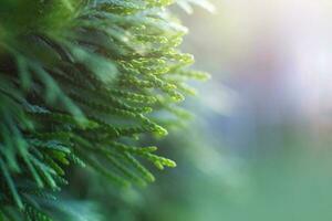 a thuja close up. the thuja branch background photo