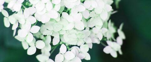 white hydrangea flower with copy space on a green leaves background in the garden photo