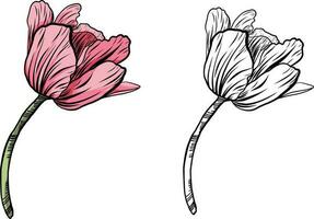 Tulip vector graphics. A pink tulip bud. A twig with a tulip flower. Spring flowers for printing, invitations, postcards. Flower line art.
