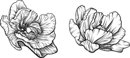 tulipán vector gráficos. tulipán brote línea Arte. un ramita con un tulipán flor. primavera flores para impresión, invitaciones, postales