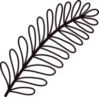 Hand Drawn palm leaves from the top view in doodle style png