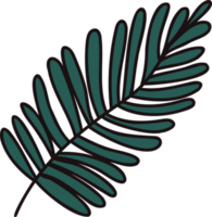 Hand Drawn palm leaves from the top view in doodle style png