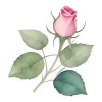 Aquarell Strauß von Rose Blumen ai generativ png