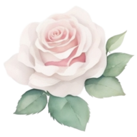 Watercolor bouquet of rose flowers png