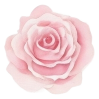 acquerello mazzo di rosa fiori ai generativo png