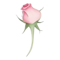acuarela ramo de flores de Rosa flores ai generativo png