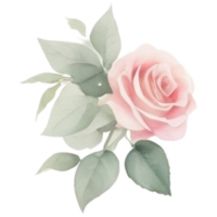 Watercolor bouquet of rose flowers png