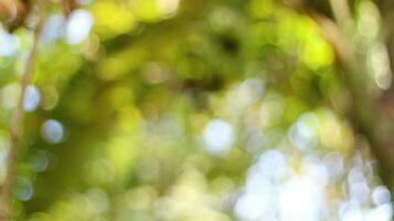 Blurred background of trees and green plant leaves photo