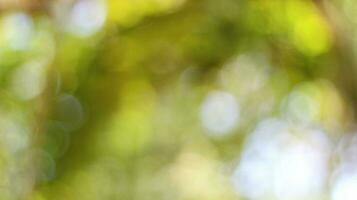 Blurred background of trees and green plant leaves photo