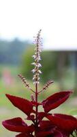 el aerva sanguinolenta planta tiene rojo Espinacas hojas y amarillo y blanco flores con un borroso antecedentes foto