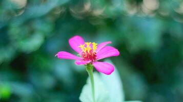 Pink zinnia peruviana flower with yellow red threads and perfect petals stock photo