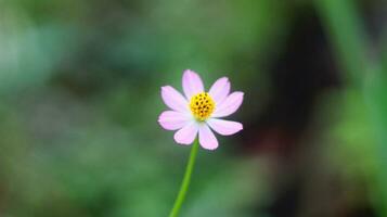 Pink zinnia peruviana flower with yellow red threads and perfect petals stock photo