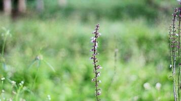 Beautiful Plectranthus rotundifolius flower in the garden photo