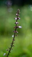 Beautiful Plectranthus rotundifolius flower in the garden photo