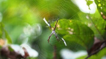 alimentar foto laba-laba argiope appensa Berbadán kuning, berkaki merah bercincin kuning berlatar difuminar