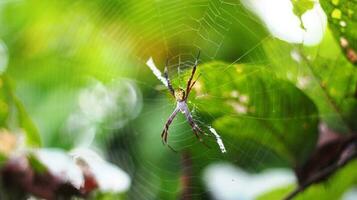 alimentar foto laba-laba argiope appensa Berbadán kuning, berkaki merah bercincin kuning berlatar difuminar