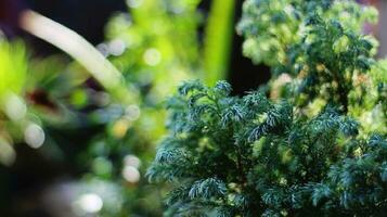 Blurred background of trees and green plant leaves photo